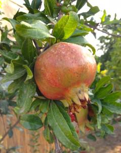 pomegranate_benefits_bodhana_mallorca