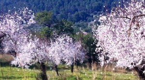 almond_blossoms_mallorca