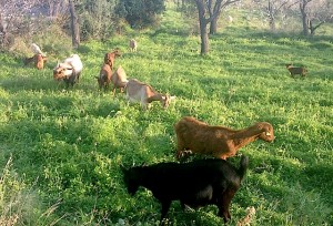 goats_calvia