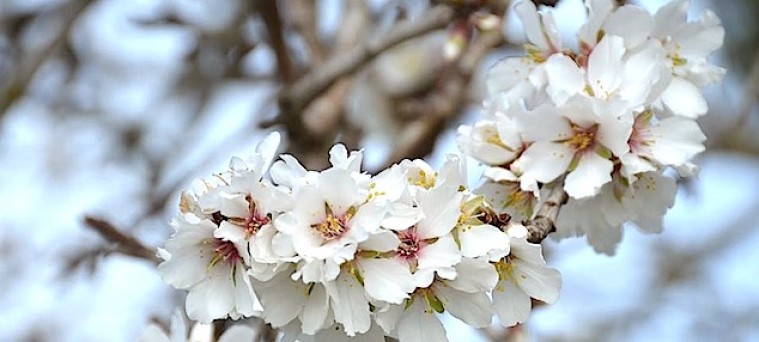 la historia de los almendros en flor