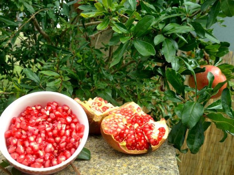 the great benefits of pomegranates