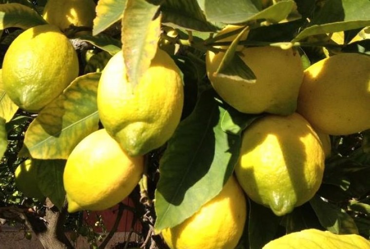benefits and healing powers of lemon